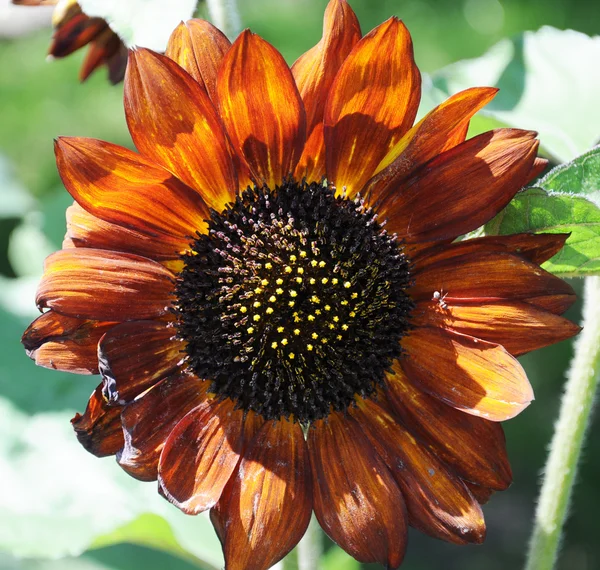 Dunkelbraune dekorative Sonnenblumen — Stockfoto