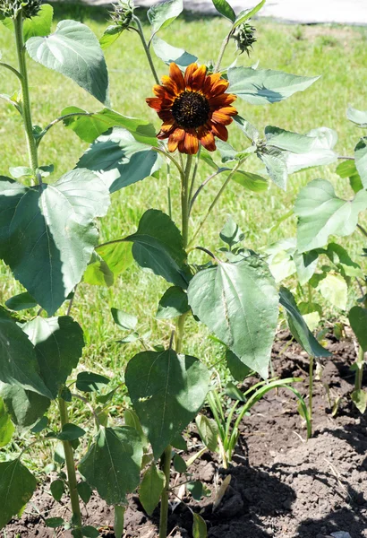 Dunkelbraune dekorative Sonnenblumen — Stockfoto