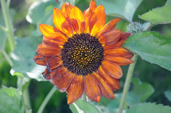 Dark brown decorative sunflowers — Stock Photo, Image