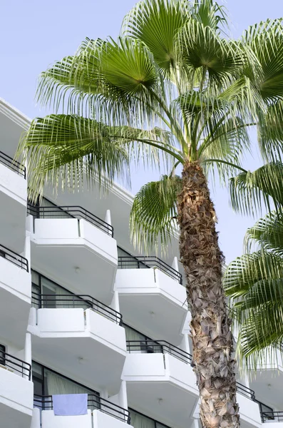 Palm of the hotel, Turkey — Stock Photo, Image