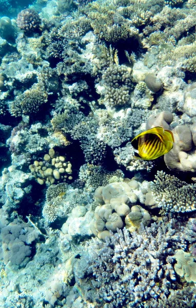 산호와 물고기 수 중 세계에 — 스톡 사진