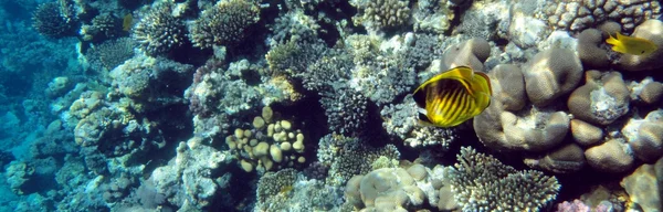 산호와 물고기 수 중 세계에 — 스톡 사진