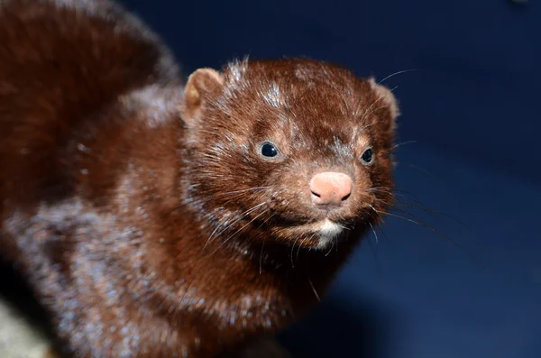 Mink — Stock Photo, Image