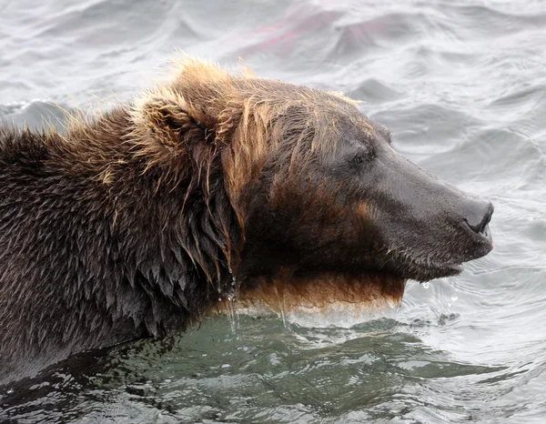 Kamchatka-Braunbär — Stockfoto