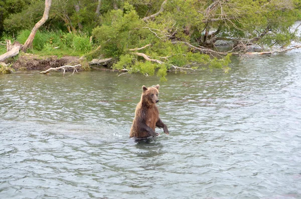 Kamchatka braune bea — Stockfoto