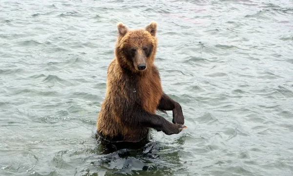 Kamchatka braune bea — Stockfoto