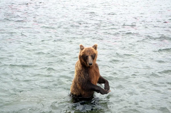 Kamchatka braune bea — Stockfoto