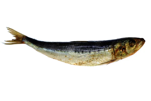 Копченая Рыба Белом Фоне — стоковое фото