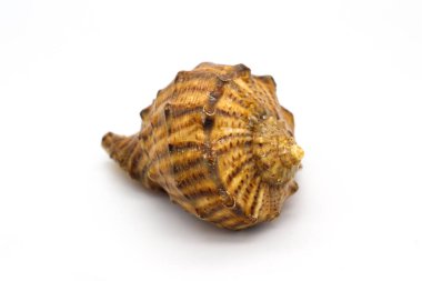 Beyaz arka planda kahverengi deniz kabuğu