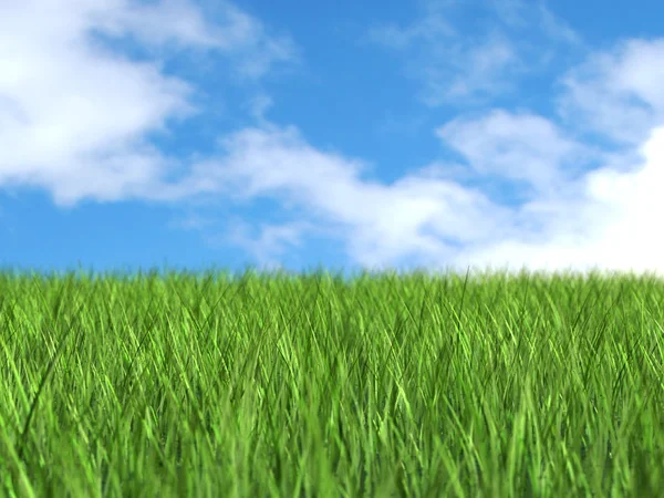 Bright green meadow — Stock Photo, Image