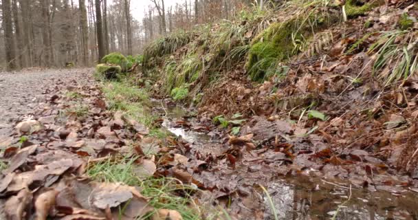Bieżący strumień z czystą wodą w lesie w rejonie górskim późną jesienią — Wideo stockowe