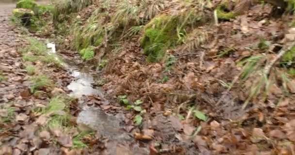 Ruscello che scorre con acqua limpida nella foresta nella zona montuosa nel tardo autunno — Video Stock