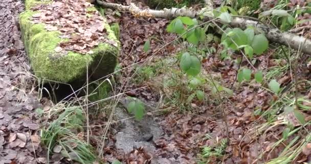 Бігова течія з чистою водою в лісі в гірській місцевості наприкінці осені — стокове відео