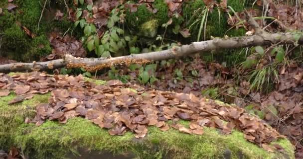 Akhir musim gugur di hutan pegunungan dalam cuaca mendung — Stok Video