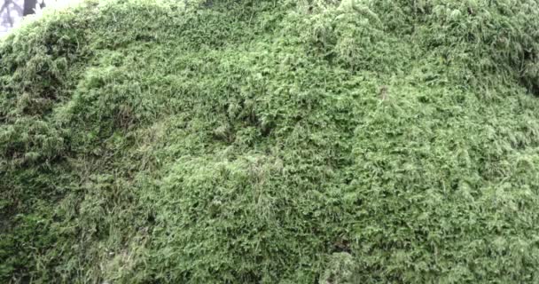 Kamień pokryty zielonym mchem w głębi lasu. Moss na kamieniach w lesie. rodzaje dzikiej zwierzyny. — Wideo stockowe