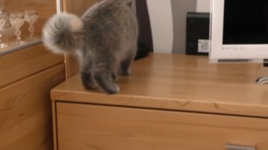 İngiliz bir kedi yavrusu kuyruğunu sallayarak komodinin üzerine oturur.