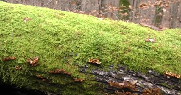 Paddenstoelen groeien op een omgevallen boom. Een enorm aantal paddenstoelen in het bos. — Stockvideo