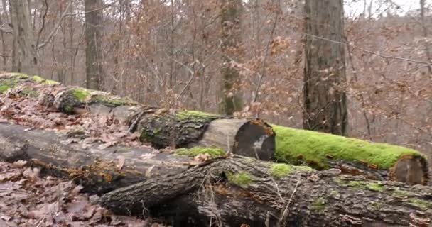 Mantarlar devrilmiş bir ağaçta yetişir. Ormanda çok sayıda mantar var.. — Stok video