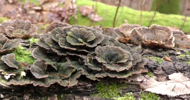 Les champignons poussent sur un arbre tombé. Un grand nombre de champignons dans la forêt. — Video