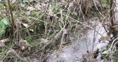 Sonbaharın sonlarında dağlık bölgedeki ormandaki temiz suyla akan dere.