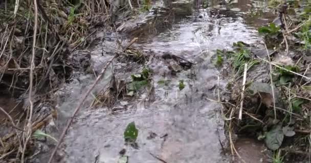 Τρεχούμενο ρέμα με καθαρά νερά στο δάσος της ορεινής περιοχής στα τέλη του φθινοπώρου — Αρχείο Βίντεο