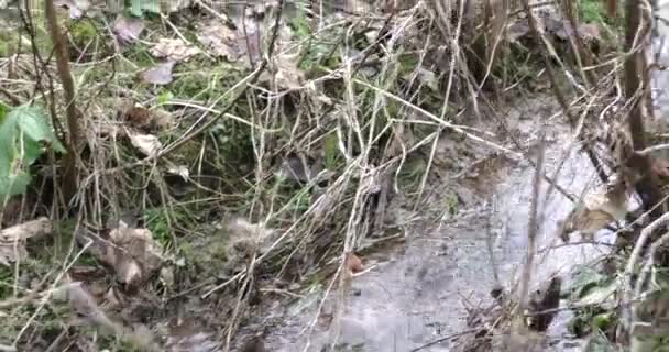 Бігова течія з чистою водою в лісі в гірській місцевості наприкінці осені — стокове відео