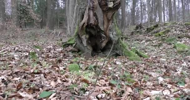 Allemande Montagnes Près Ville Heidelberg Arbres Sans Feuillage Dans Forêt — Video