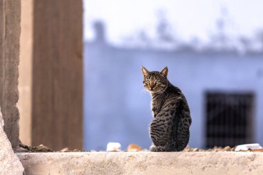 Gray cat sitting in the ruins of an apartment building