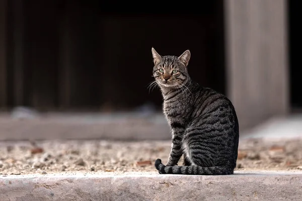 Gray cat sitting in the ruins of an apartment building — Stockfoto