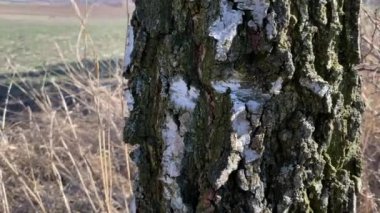 Bahar tarlasında huş ağacı özü özütü.