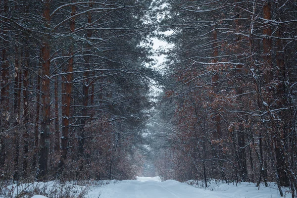 Madera de pino después de la nevada — Foto de Stock