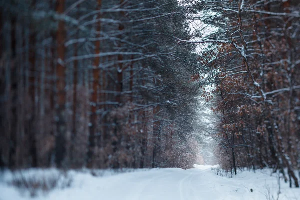 Сосновый лес после снегопада — стоковое фото