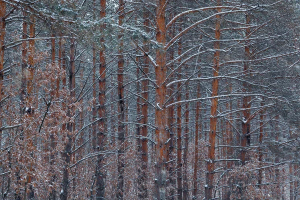 Pinewood efter snöfall — Stockfoto