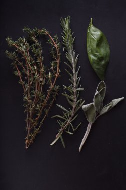 Siyah arka planda taze bitkiler