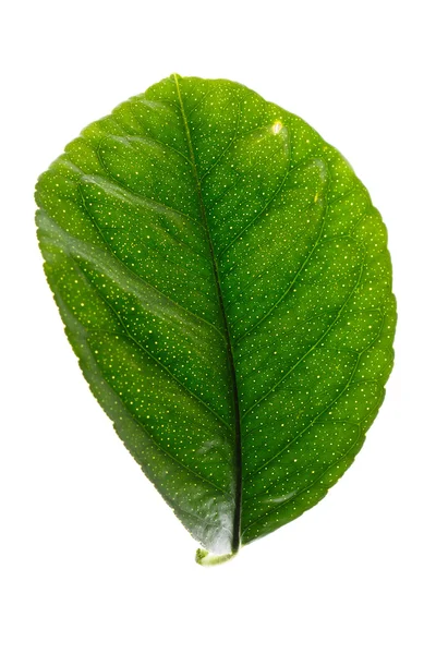 Green leaf of lemon tree — Stock Photo, Image