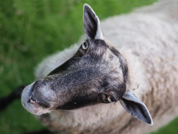 Retrato de oveja —  Fotos de Stock