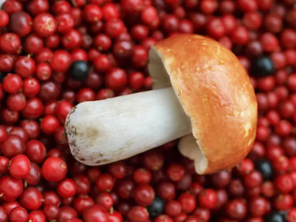 A mushroom and cranberries — Stock Photo, Image