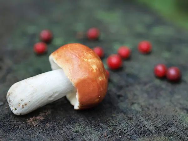 A mushroom and cranberries — Stock Photo, Image