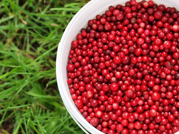 Red cranberries in a bucket — Stock Photo, Image