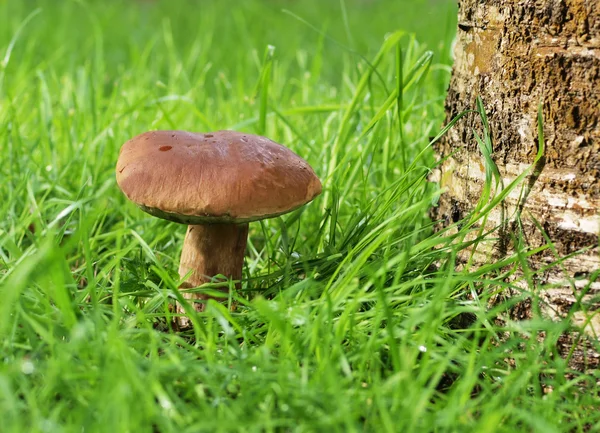 A mushroom under the tree — Stock Photo, Image