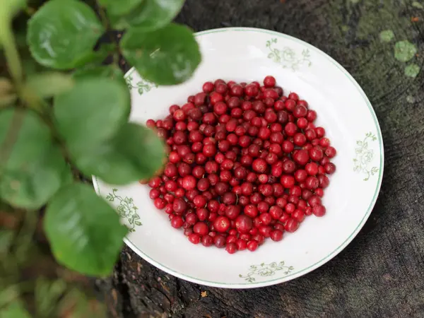 Red cranberries on a plate — Stock Photo, Image