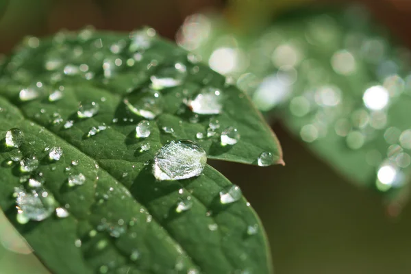 Gouttes de pluie sur feuille verte — Photo