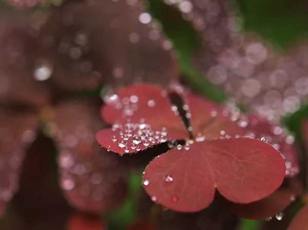 Violet leaves with raindrops — Stock Photo, Image