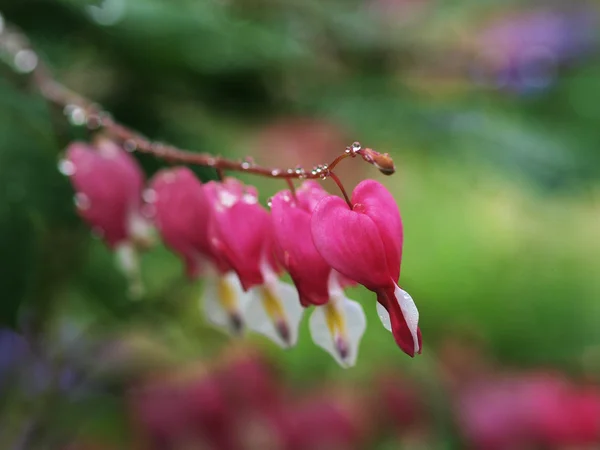 빗방울과 실의 꽃 — 스톡 사진