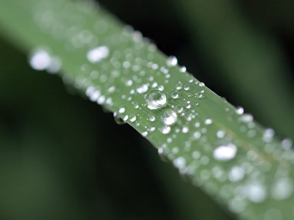 Gouttes de pluie sur l'herbe — Photo