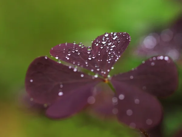 Violet bladeren met regendruppels — Stockfoto
