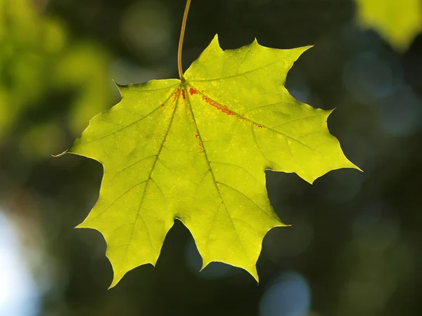 Feuille d'érable verte Image En Vente