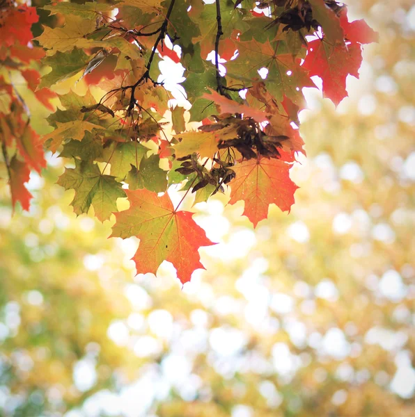 Colorful maple leaves in backlight — Stock Photo, Image