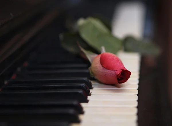 Rosa roja acostada en las teclas de piano — Foto de Stock