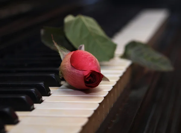 Rosa roja acostada en las teclas de piano — Foto de Stock